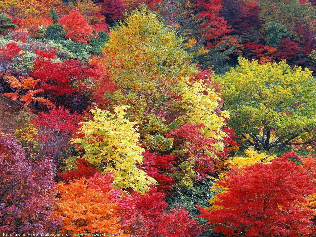 Autumn Trees